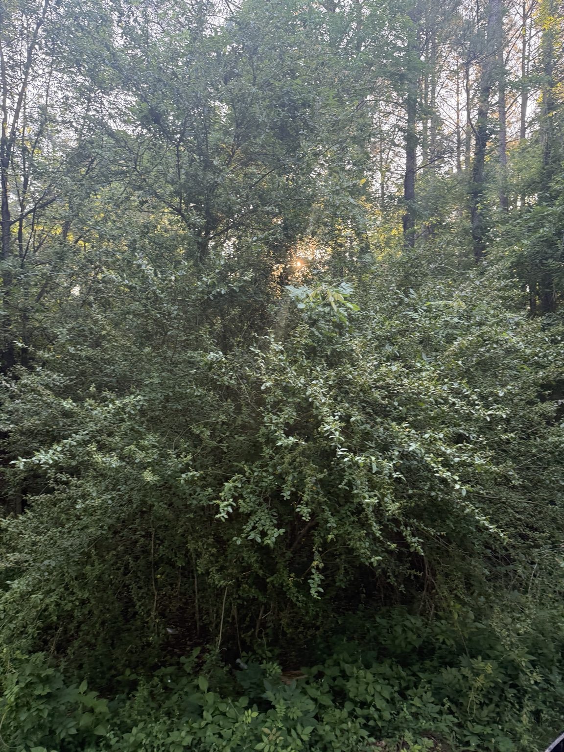 Property before land clearing